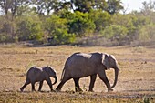 A baby elephant Loxodonta africana following its mother, Botswana, Africa