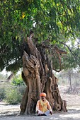 India, Rajasthan, Khejarli, Ram Narayanji Bishnoi meditating under a Jal tree supposed to be 1000 years old   In 1730, 363 Bishnois from 84 villages lost their lives trying to prevent the soldiers of Jodhpur´s maharajah Abhay Singh from cutting trees