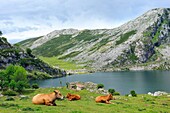 Spain, Asturias, Picos de Europa National Park, Lago Enol
