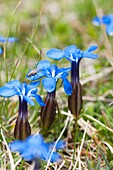 Gentiana nivalis