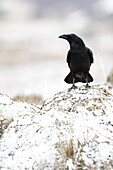 Raven in the Snow