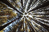 Canopy of red pine forest in Franconia, New Hampshire USA