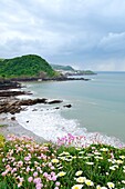 Spring flowers on Rillage Point overlooking Hele Bay, Beacon Point and Ilfracombe  North Devon, England, United Kingdom