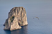 Faraglioni rock formations island of Capri Italy