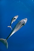 a mother Bottlenose dolphin Tursiops truncatus swims with her cub in the red sea