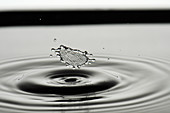High-speed flash photograph liquid droplets  The droplet lands in the liquid and produces coronet