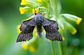 Pappelschwärmer Laothoe populi, ruhend auf einer Blüte im Garten, Niedersachsen, Deutschland