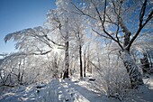 Snow and frost on trees in winter, Hoher Meissner National Park, north Hessen, Germany