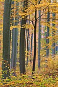 Beech Woodland Fagus sylvaticus, in autumn colour, Lower Saxony, Germany Hessen, Germany