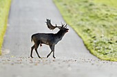Fallow Deer Dama dama, Buck Roaring and Crossing Road, Royal Deer Park, Klampenborg, Copenhagen, Sjaelland, Denmark