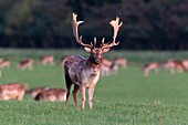 Fallow Deer Dama dama, Buck, Royal Deer Park, Klampenborg, Copenhagen, Sjaelland, Denmark