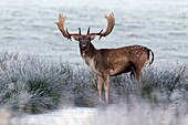 Fallow Deer Dama dama, Buck Drinking at Waterhole, during the Rut, Royal Deer Park, Klampenborg, Copenhagen, Sjaelland, Denmark