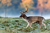 Fallow Deer Dama dama, Buck during the Rut, Royal Deer Park, Klampenborg, Copenhagen, Sjaelland, Denmark