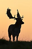 Fallow Deer Dama dama, Buck standing on Horizon at Dusk, during the Rut, Royal Deer Park, Klampenborg, Copenhagen, Sjaelland, Denmark