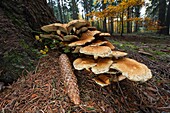 Honey Fungus Armelleria mellea, growing at base of Fir Tree Stem, Lower Saxony, Germany