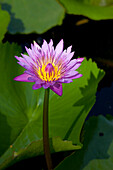 Water lily in Kampot province, Cambodia, Asia