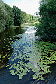 Shoot Havel river with water plants, Zehdenick, Land Brandenburg, Germany, Europe