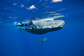 Skin diver strokes Sperm Whale, Physeter macrocephalus, Caribbean Sea, Dominica, Leeward Antilles, Lesser Antilles, Antilles, Carribean, West Indies, Central America, North America