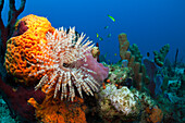 Karibisches Korallenriff, Karibisches Meer, Dominica, Inseln unter dem Winde, Kleine Antillen, Antillen, Westindische Inseln, Karibik, Mittelamerika, Nordamerika