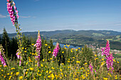 Blick vom Hochfirst auf den Titisee und Feldberg, Titisee, Schwarzwald, Baden-Württemberg, Deutschland, Europa