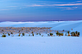 Yucca, White Sands National Monument, New Mexico, USA, Amerika