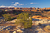 The Needles, Canyonlands National Park, Utah, USA, America