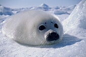 Harp seal, Phoca groenlandica, Magdalen Island, Canada