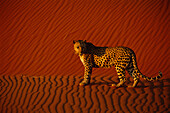 Leopard in der Wüste, Panthera pardus, Namib Naukluft Desert, Namibia, Afrika