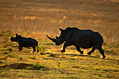 White rhinoceros and calf, Ceratotherium simum, Waterberg, South Africa, Africa