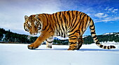 Siberian tiger in the snow, Panthera tigris altaica, USA (taken under controlled conditions)