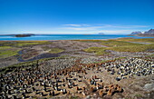 Large colony of king pinguins, Aptenodytes patagonicus, brown birds are chicks, Salisbury Plain, South Georgia
