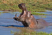 Hippopotamus, Hippopotamus amphibius, showing an aggressive threat display, Katavi National Park, Tanzania, Africa