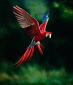 Scarlet macaw in flight, Ara macao, Parrot, South America, America