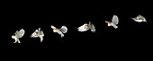 Barn owl in flight, Tyto alba, Multi flash