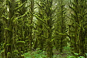 Bäume im Wald mit Moos bedeckt, Alt, Tillamook, Oregon, USA
