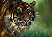 Sumatran tiger, head detail, Panthera tigris sumatrae, Endangered species, Sumatra, Asia