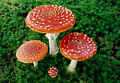 Fly agaric toadstool, poisonous and fungus, Amanita muscaria, New Forest, Hampshire, England, Great Britain