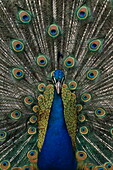 Peacock displaying its feathers, Pavo cristatus, Captive bird, England, Great Britain