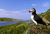 Papageitaucher, Fratercula arctica, Seevogel, Hornoya Island, Norwegen