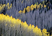 Quaking aspens in autumn, Colorado, USA, America