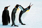 Three king penguins, Salisbury Plain, South Georgia