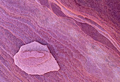 Magenta coloured sandstone, Utah, USA, America