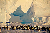 Gruppe von Kaiserpinguinen in der Atka Bucht, Antarktis