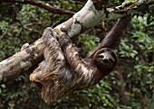 Pale throated sloth hanging on a tree, Cahuita National Park, Costa Rica, America