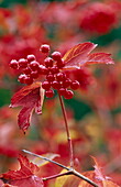 Guelder rose berries in autumn, England, Great Britain, Europe