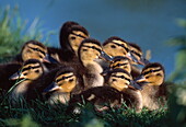 Group of mallard ducklings, England, Great Britain, Europe