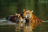 Zwei Tiger baden, Safaripark, Bangkok, Thailand., Asien