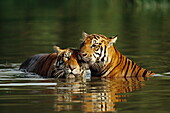 Two tigers bathing, Safari park, Bangkok, Thailand., Asia