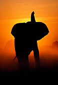 Afrikanischer Elefant bei Sonnenuntergang, Chobe Nationalpark, Botswana, Afrika