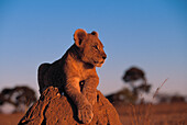 Lion cub resting on a termite mound in the evening light, Africa